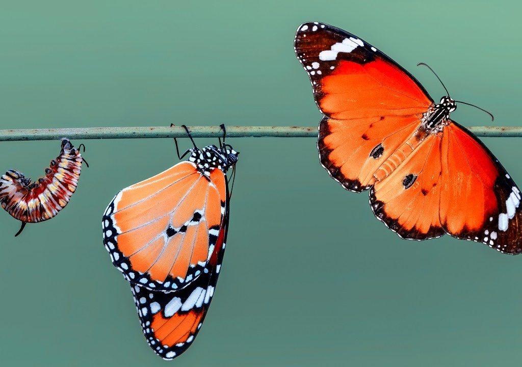 Amazing,Moment,,monarch,Butterfly,,,Caterpillar,,Pupa,And,Emerging,With